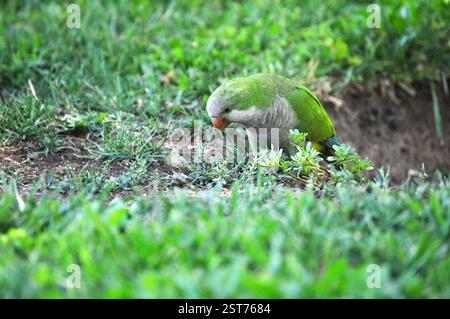 Petit perroquet à la recherche de nourriture dans l'herbe Banque D'Images