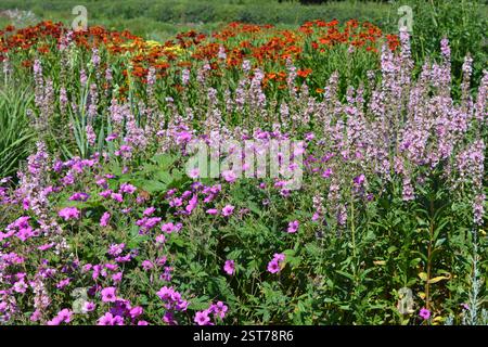 Parterre de fleurs mélangé coloré avec des géraniums, fleur d'automne d'hélium, également connu sous le nom de Common Sneezeweed , et Purple loosestrife en fleur, également connu sous le nom de A. Banque D'Images