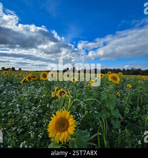 Un champ de tournesol vibrant et coloré sous un ciel lumineux clair avec de beaux nuages Banque D'Images