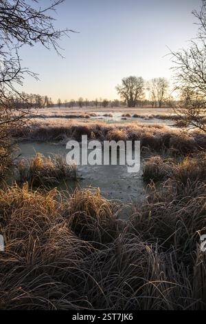Paysage d'hiver dans le gel au lever du soleil. Prairie et eau stagnante en hiver, avec des cristaux de glace et des couleurs chaudes à la lumière du soleil. Réserve naturelle et ouverte Banque D'Images