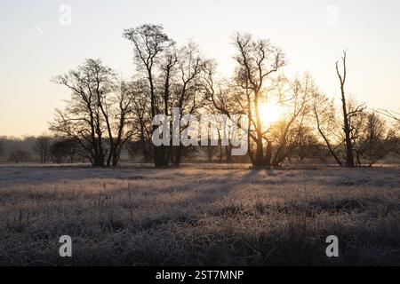 Paysage d'hiver dans le gel au lever du soleil. Prairie et arbres en hiver avec des cristaux de glace et des couleurs chaudes à la lumière du soleil. Réserve naturelle et espaces ouverts dans Banque D'Images