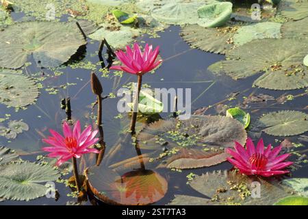 Lotus (Nelumbo nucifera), Water Lilly Rose lilies Banque D'Images