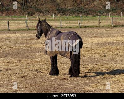 ...in stiller Ergebenheit genießt das Friesenpferd die waermende Februarsonne... Friesenpferd steht auf Koppel und wartet *** dans la dévotion silencieuse, le cheval frisien profite du soleil chaud de février cheval frisonnais se tient dans le paddock et attend Banque D'Images