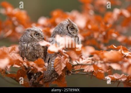 Chouette eurasienne Sops. Otus Scops. La nature sauvage de la Bulgarie. Paire de petit oiseau, s. Hiboux sur l'arbre. Banque D'Images