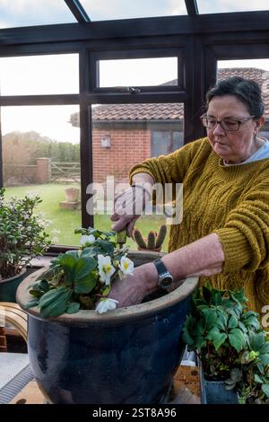 Femme dans son conservatoire plantant une rose de Noël, Helleborus Niger 'Christmas Carol', dans un grand pot. Banque D'Images