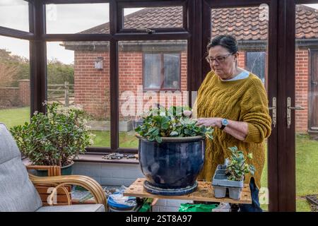 Femme dans son conservatoire plantant une rose de Noël, Helleborus Niger 'Christmas Carol', dans un grand pot. Banque D'Images