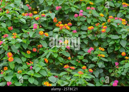 Fleurs exotiques de drapeau espagnol (Lantana camará) également connu sous le nom de Cinco negritos ou Tupirrosa ; avec de belles couleurs. Banque D'Images