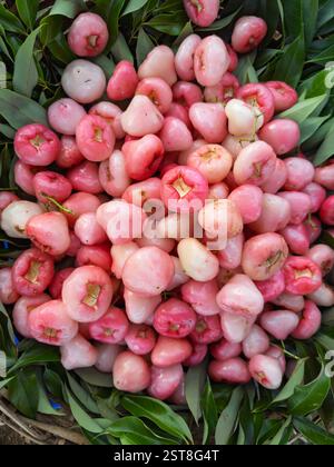 Pommes roses fraîches avec feuilles vertes, vue de dessus. Récolte de pommes roses biologiques (Syzygium samarangense). Pile de pommes roses tropicales fraîches à Banque D'Images