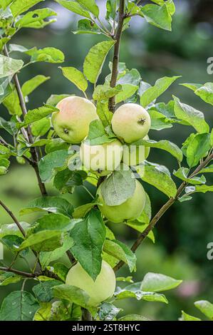 Gros plan de branches de pommier avec des pommes vertes mûres suspendues. Recadrage vertical. Banque D'Images