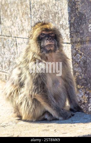 Singe sur Gibraltar, territoire britannique d'outre-mer et ville sur la péninsule ibérique. Macaque barbare assis près d'un mur de pierre, se prélasser dans la lumière du soleil. Banque D'Images