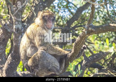 Singe sur Gibraltar, territoire britannique d'outre-mer et ville sur la péninsule ibérique. Macaque barbaresque perché sur une branche d'arbre, au milieu d'un feuillage vert luxuriant Banque D'Images