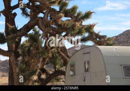 Camping dans une caravane de voyage vintage dans le désert à côté d'un grand arbre Joshua. Banque D'Images