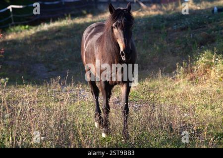 Cheval andalou brun foncé dans un paddock Banque D'Images