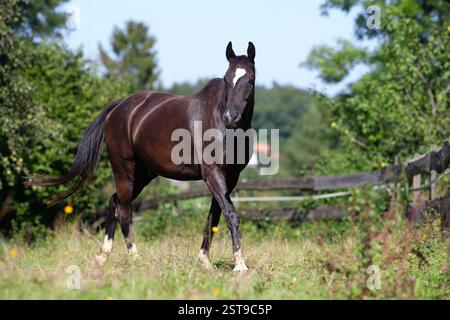 Württemberg étalon noir Warmblood libre sur le pré. Portrait de cheval d'équitation allemand Banque D'Images