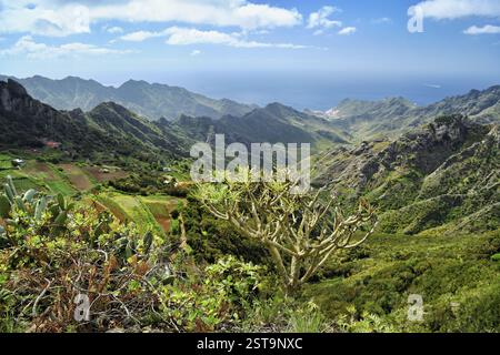 Vue depuis le Mirador Pico del Inglés, Las Montanas de Anaga, Anaga Mountains, Tenerife, Îles Canaries, Espagne, Europe Banque D'Images