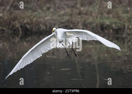 Une Grande aigrette (Ardea alba) en vol au-dessus d'un lac avec un fond naturel, Hesse, Allemagne, Europe Banque D'Images