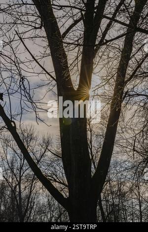 Les rayons de soleil perdent les branches d'un grand arbre au crépuscule, Isar Meadows Banque D'Images
