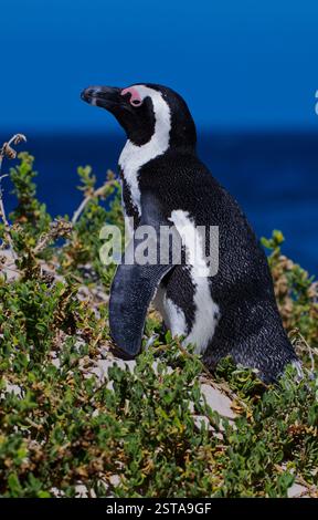 Gros plan d'un pingouin sud-africain solitaire sur une plage. Debout dans la végétation de la plage Banque D'Images