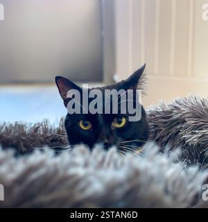 Chat noir avec des moustaches blanches jetant un coup d'œil hors d'un lit de chat gris moelleux. Banque D'Images