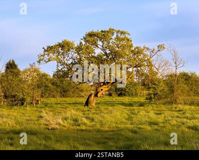 Arbre mature avec tronc noueux dans un champ vert luxuriant à la périphérie de York, vu contre un ciel bleu et une journée d'été ensoleillée. Banque D'Images