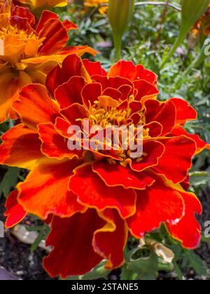 Gros plan de fleurs orange et rouge Marigold «Firebird» poussant dans un récipient dans un jardin britannique. Banque D'Images
