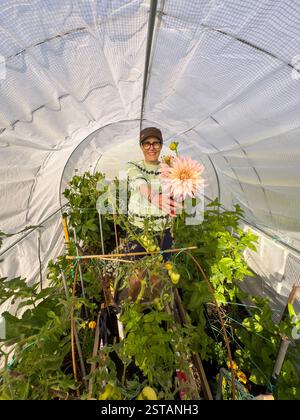 Femme caucasienne décontractée debout dans un polytunnel plein de plantes tenant des dahlias rose pâle fraîchement coupés, souriant à la caméra. ROYAUME-UNI Banque D'Images