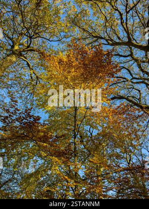 Regardant vers le haut dans la canopée d'un hêtre avec des feuilles d'automne dorées, rétroéclairé par le soleil, vu contre un ciel bleu clair. York, North Yorkshire, Royaume-Uni Banque D'Images