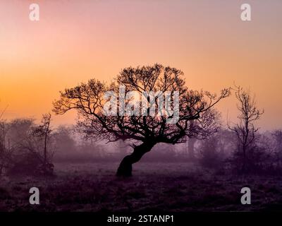 Arbre noueux silhouetté par le soleil levant sur un matin glacial et brumeux au lever du soleil à York. ROYAUME-UNI Banque D'Images