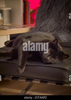 Chat noir élégant avec fourrure velours se prélassant sur un tabouret classique en cuir style Barcelone. ROYAUME-UNI Banque D'Images