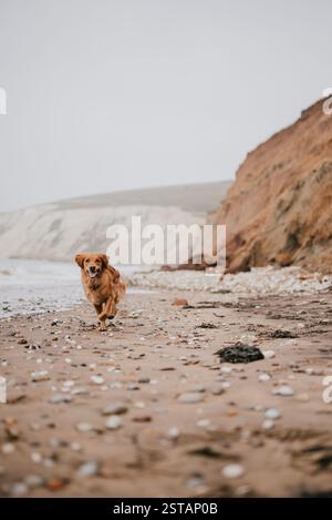 Un chien court sur une plage avec un rivage rocheux en arrière-plan. Le chien semble s'amuser pendant qu'il court le long du rivage Banque D'Images