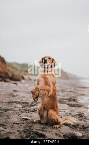 Un chien est debout sur une plage, regardant la caméra. Le chien porte un collier et il est heureux. La plage est rocheuse et le ciel nuageux Banque D'Images