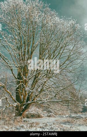 Arbre d'hiver dans la neige, chêne, Winterimpressions, hiver Banque D'Images