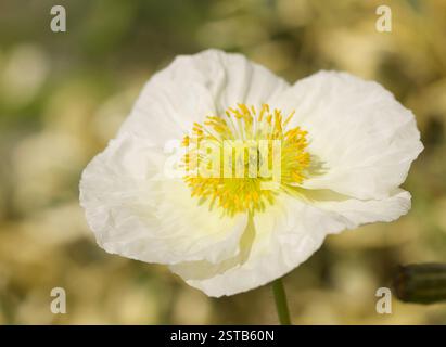 White Iceland Poppie Bloom Banque D'Images