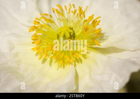 Macro White Iceland Poppie Bloom Banque D'Images
