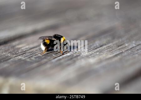 Plan macro d'un bourdon assis sur une planche de bois au printemps Banque D'Images