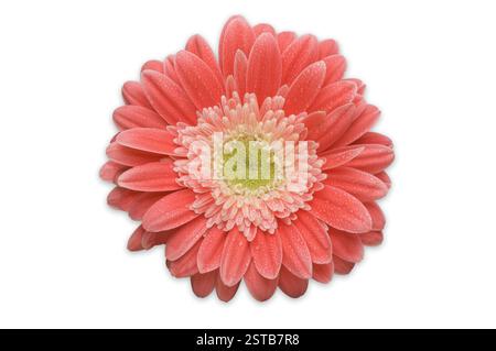Rose Gerber Daisy isolé Banque D'Images