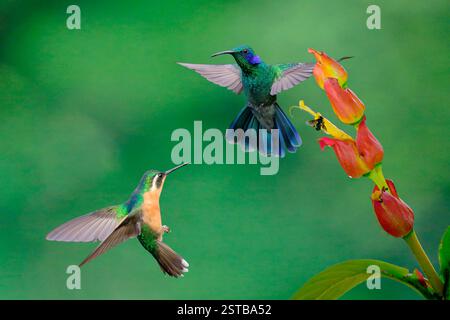 Colibri cyanotus volants à oreilles violettes minces et Lampornis castaneoventris, femelle à gorge blanche, Costa Rica Banque D'Images