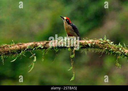 Pic mâle à joues noires (Melanerpes pucherani) sur une branche, Costa Rica Banque D'Images