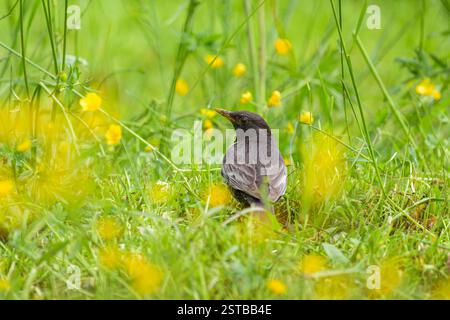 Un anneau Ouzel debout dans un pré, nourriture à la facture, journée ensoleillée en été dans les Alpes autrichiennes Banque D'Images