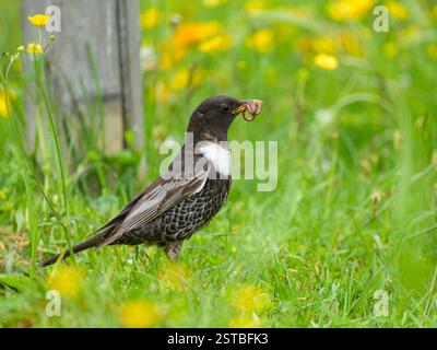 Un anneau Ouzel debout dans une prairie, nourriture à la facture, journée ensoleillée en été dans les Alpes autrichiennes Mühlbach am Hochkönig Autriche Banque D'Images
