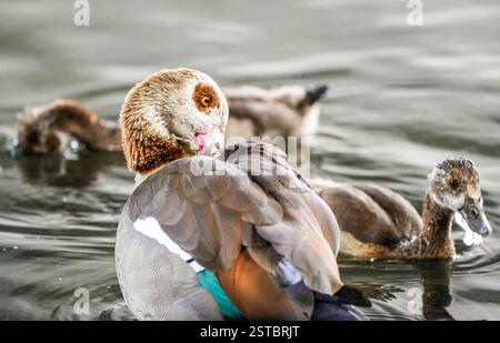 Portrait d'une oie égyptienne sur la rive de la rivière. Oiseau en gros plan. Banque D'Images