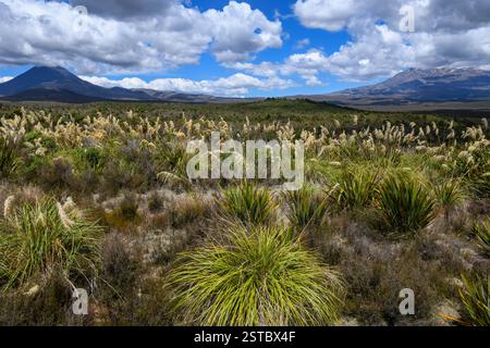 Vue sur le paysage du parc national de Tongariro en Nouvelle-Zélande Banque D'Images