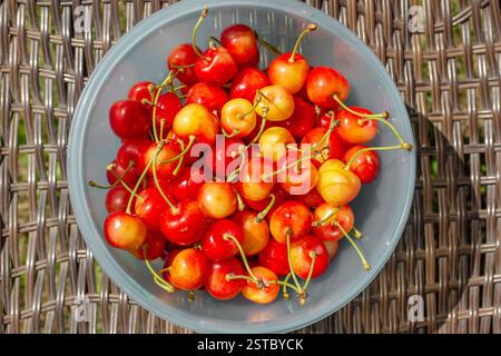 Tasse complète de cerises roses jaunes Franz Joseph variété sur la surface en osier de la chaise, vue de dessus. Récolte de baies dans le jardin. Banque D'Images