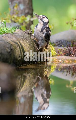 Un plus grand pic tacheté sur le côté d'un bassin de réflexion à Dean Masons fenêtre sur la faune se cache près de Wimborne, Dorset, Angleterre, Royaume-Uni Banque D'Images
