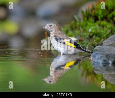 Un palonnier d'or (carduelis carduelis) se tenait dans un bassin de réflexion à la fenêtre Dean Masons sur les cachettes de la faune près de Wimborne, Dorset, Angleterre, Royaume-Uni Banque D'Images