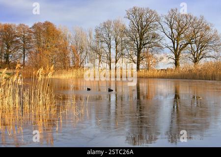 Lac givré avec des coots dans la zone libre de glace. Arbres au bord et roseaux dans le lac. Photo nature près de Berlin Banque D'Images