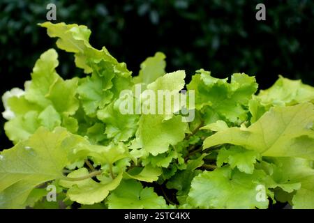 Lime Green Heuchera « Lime Marmalade » à volants feuilles dans un pot de fleurs exposées dans un jardin de campagne anglais, Lancashire, Angleterre, Royaume-Uni Banque D'Images