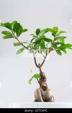 Plan à angle bas d'un arbre ficus bonsaï vert luxuriant en pot dans un pot blanc et placé à l'intérieur. Concept de décor de plantes d'intérieur. Banque D'Images