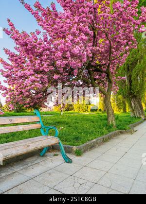 fleur de cerisier rose par un matin ensoleillé. flore décorative. beau paysage urbain d'uzhhorod au printemps. kanzan sakura arbre près de la promenade pavée p Banque D'Images
