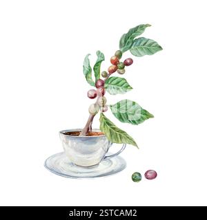 Branche de café avec des baies et des feuilles, tasse avec boisson, aquarelle. Illustration vectorielle dessinée à la main. Pour étiquettes, cartes postales, invitations, affiches pour Illustration de Vecteur